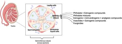 Impact of endocrine disrupting chemicals and pharmaceuticals on Sertoli cell development and functions